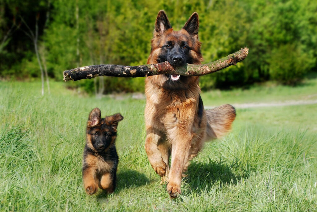 De hond of het hond hoe zit dat eigenlijk?